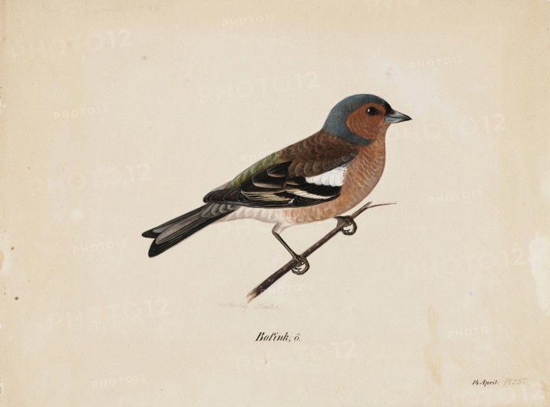 Finch, 1820-1868. Creator: Magnus von Wright.