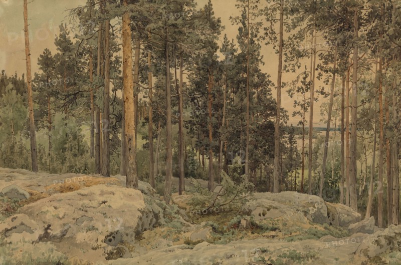 A pine tree near the lake shore, 1857. Creator: Werner Holmberg.