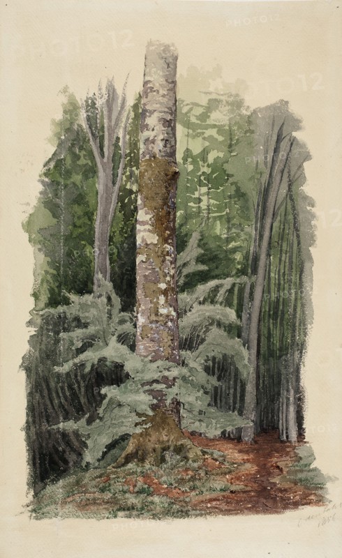 Forest interior, in the middle is the trunk of a hardwood tree, 1856. Creator: Werner Holmberg.