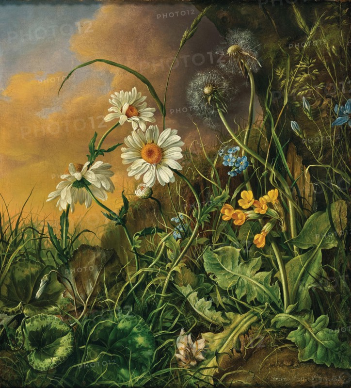 Forest ground with daisies, primroses and dandelions, 1858. Creator: Petter, Franz Xaver (1791-1866).