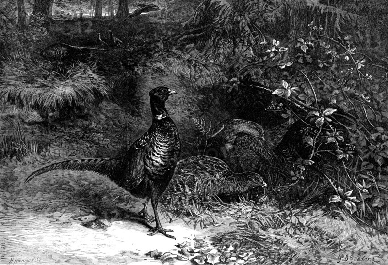 The Months: October, 1871. Creator: Horace Harral.