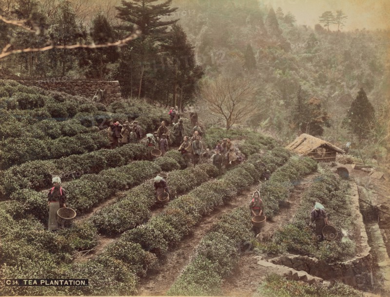 Tea Plantation, 1870s-1890s. Creator: Kusakabe Kimbei.