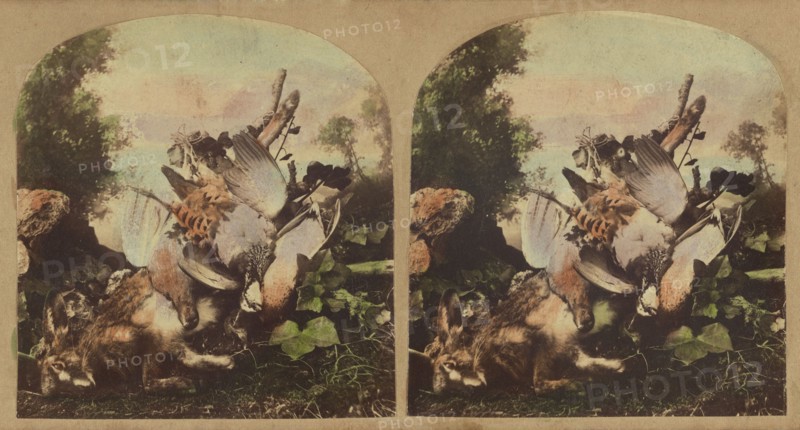 Fowl & game, about 1860. Creator: London Stereoscopic & Photographic Co.