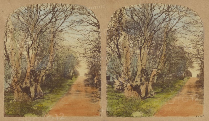 Burnham Beeches. (The finest Specimens in the World.), 1857-1859. Creator: William Morris Grundy.