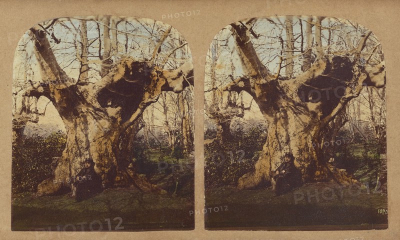 Gnarled tree, 1857-1859. Creator: William Morris Grundy.