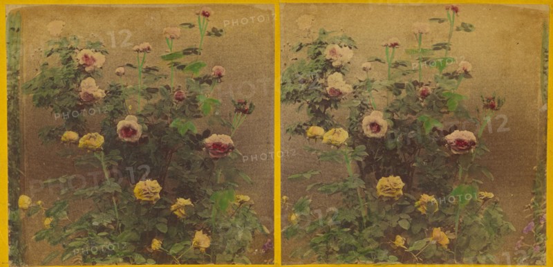 Roses., about 1865-1875. Creator: Benjamin West Kilburn.