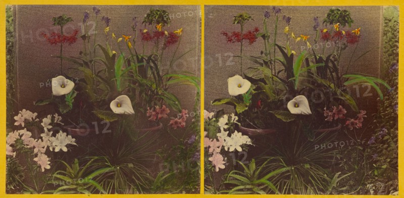 An array of flowers, about 1865-1875. Creator: Benjamin West Kilburn.