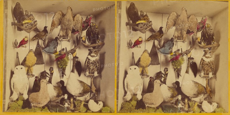 Birds of New England., about 1865. Creator: Benjamin West Kilburn.