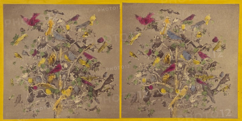 Birds of New England, about 1865. Creator: Benjamin West Kilburn.