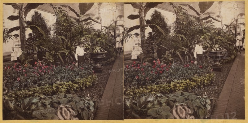Shaw's Garden. Int. of Palm-House, western wing. St. Louis, Missouri, about 1872-1874. Creator: Boehl & Koenig.