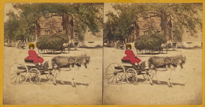 Woman in donkey-drawn carriage, hay wagon in background, 1870s. Creator: Charles A. Beckford.