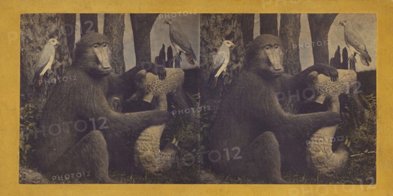 The Gorilla, from Africa, supposed to be our next of kin., 1870. Creator: Eugene S. M. Haines.