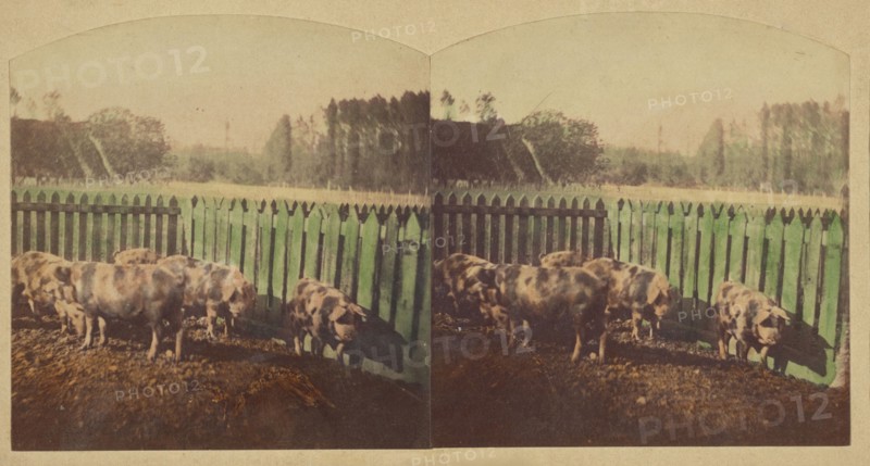 Etudes d'Animaux. Cochons Tonkins., about 1860. Creator: Furne Fils & H. Tournier.