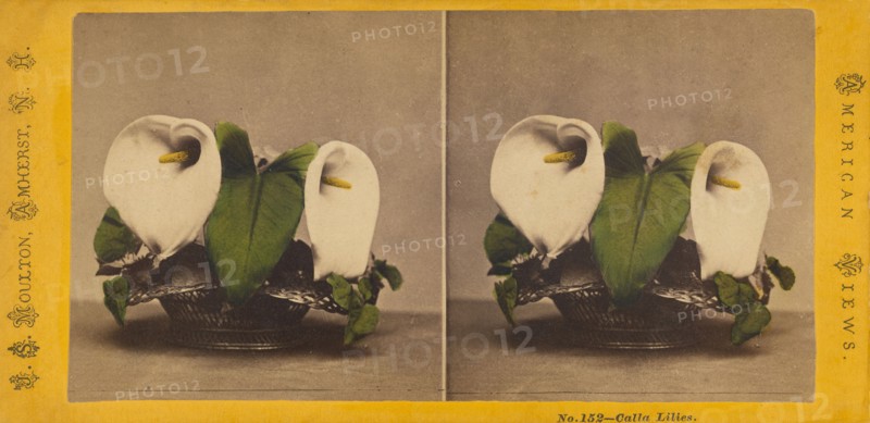 Calla Lilies., about 1865. Creator: John S. Moulton.