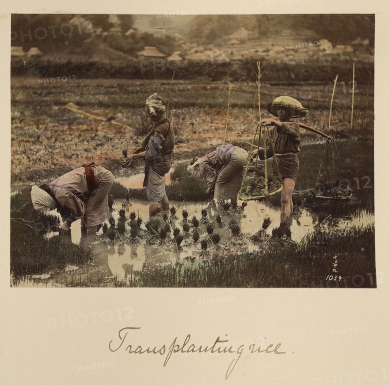 Transplanting rice, about 1873-1883. Creator: Shinichi Suzuki I.