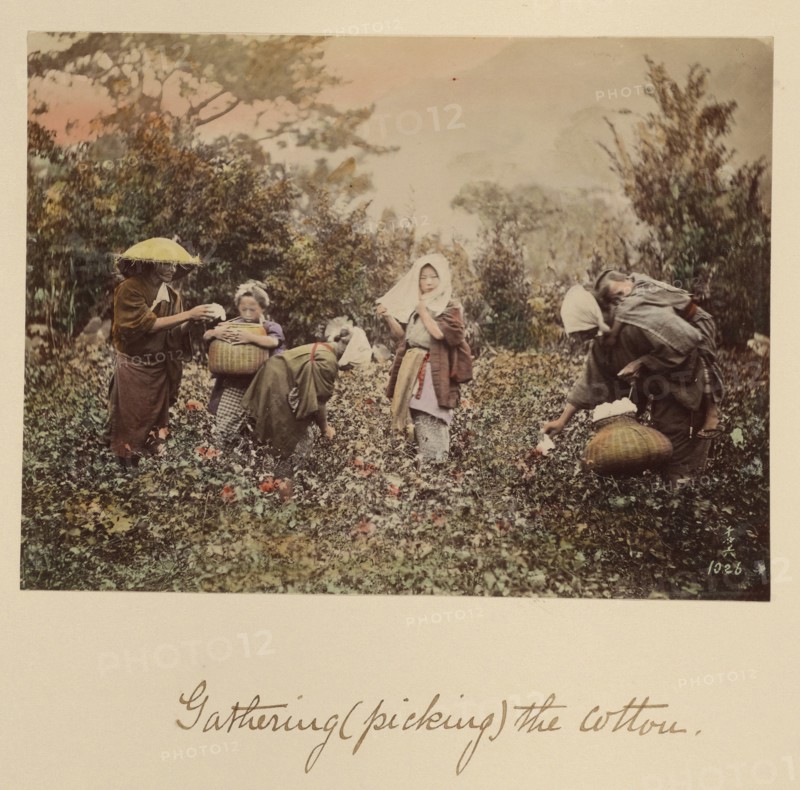 Gathering (Picking) the Cotton, about 1873-1883. Creator: Shinichi Suzuki I.
