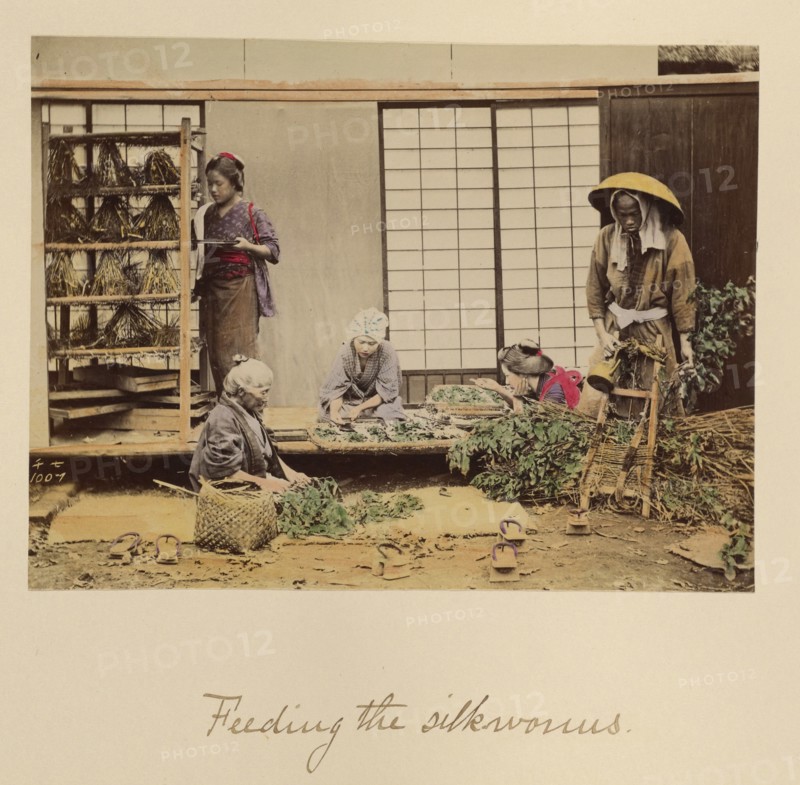 Feeding the silkworms, about 1873-1883. Creator: Shinichi Suzuki I.