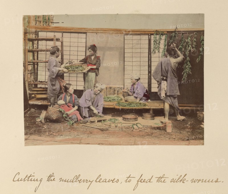 Cutting the Mulberry Leaves..., about 1873-1883. Creator: Shinichi Suzuki I.