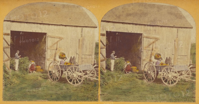 Husking Scene., about 1870-1880. Creator: Unknown.