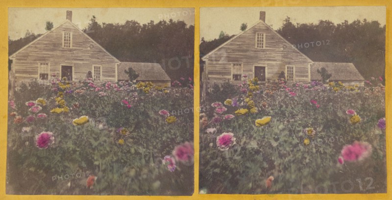 Poppy field Cabbot Vt., about 1870. Creator: Unknown.
