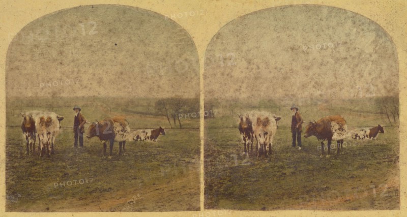 'The unmolested kine rechew the cud.', 1857-1859. Creator: William Morris Grundy.
