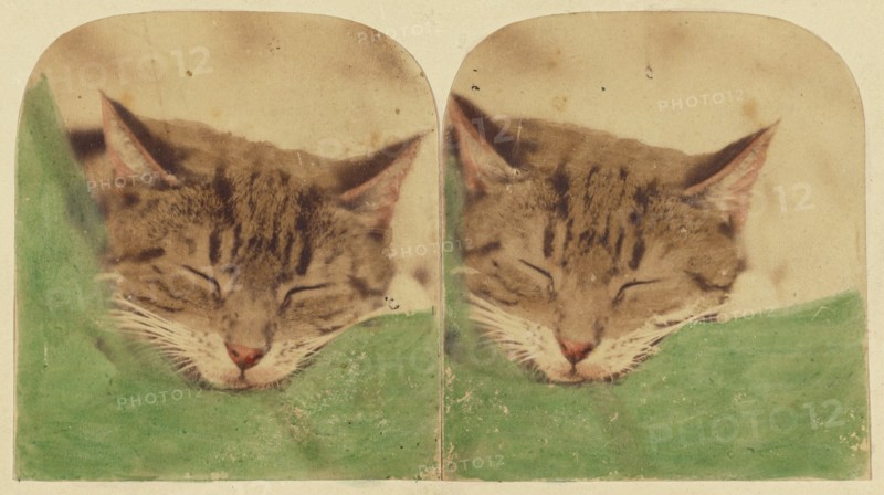 Sleeping cat, 1870s. Creator: William H. Mason.