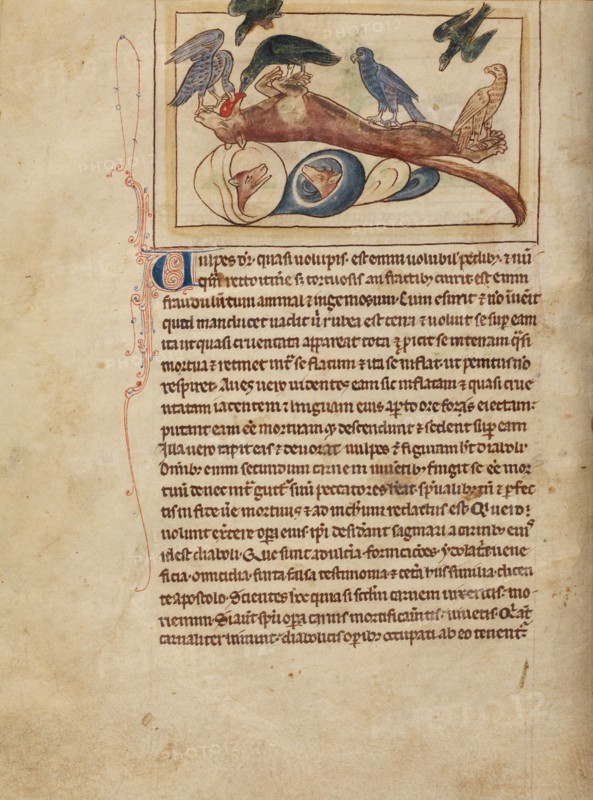 Foxes; Northumberland Bestiary, about 1250-1260. Creator: Unknown.