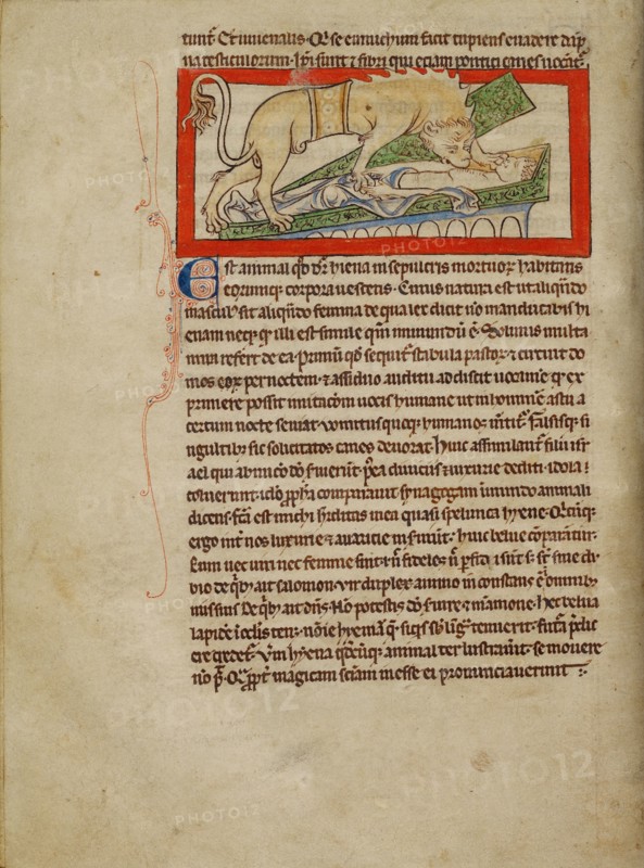 A Hyena; Northumberland Bestiary, about 1250-1260. Creator: Unknown.