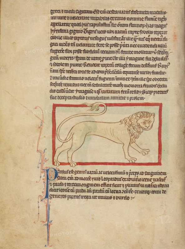 A Pard; Northumberland Bestiary, about 1250-1260. Creator: Unknown.