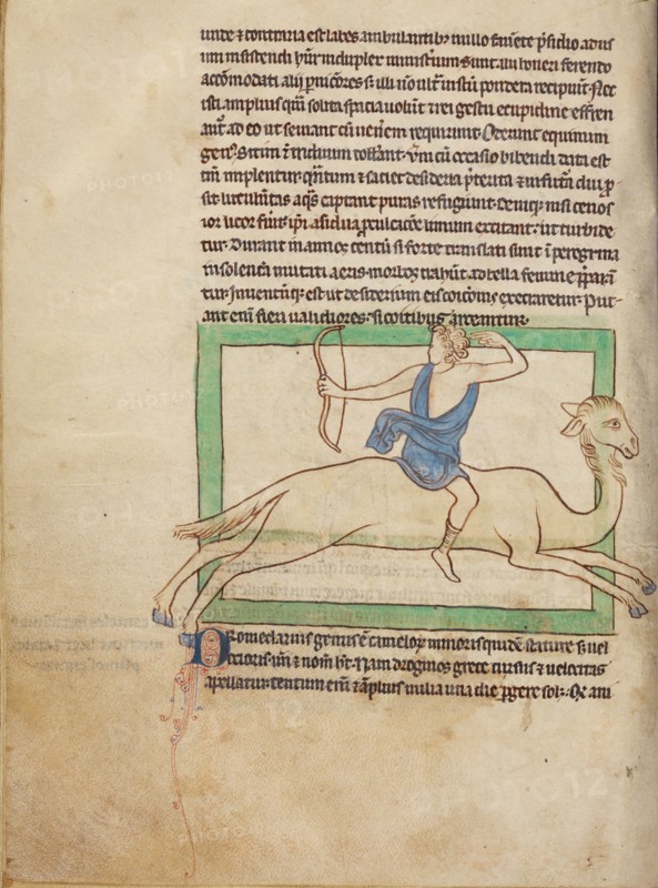 A Dromedary; Northumberland Bestiary, about 1250-1260. Creator: Unknown.
