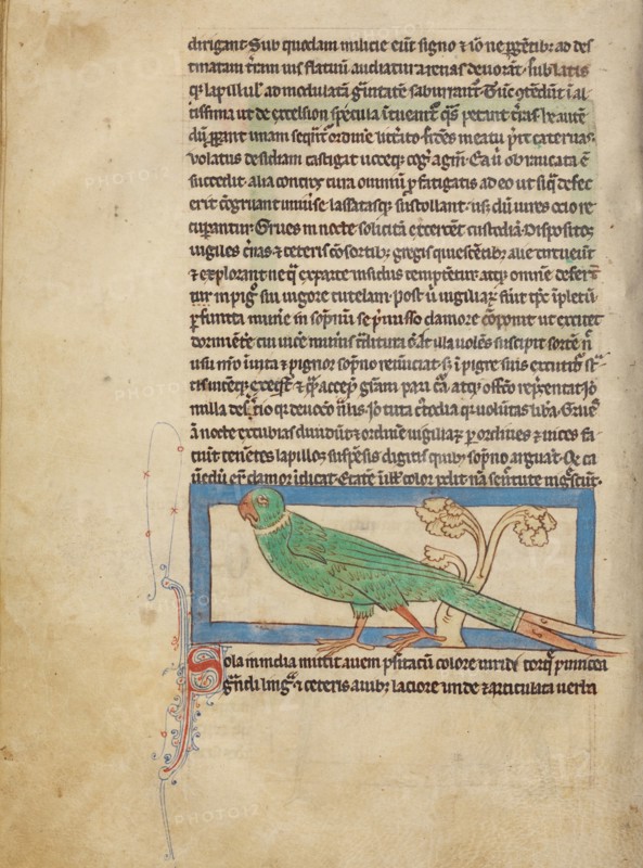A Parrot; Northumberland Bestiary, about 1250-1260. Creator: Unknown.