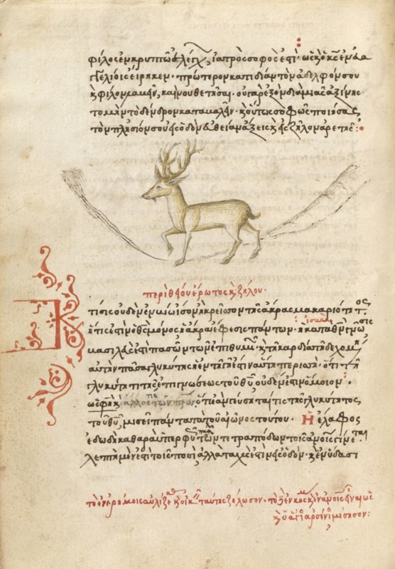 A Stag, 1510-1520. Creator: Unknown.