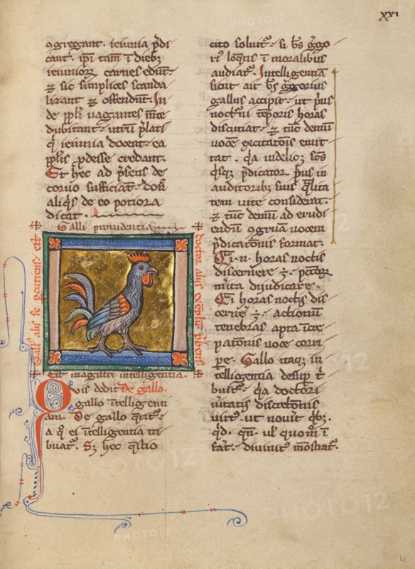 A Rooster; Bestiary, about 1270. Creator: Unknown.