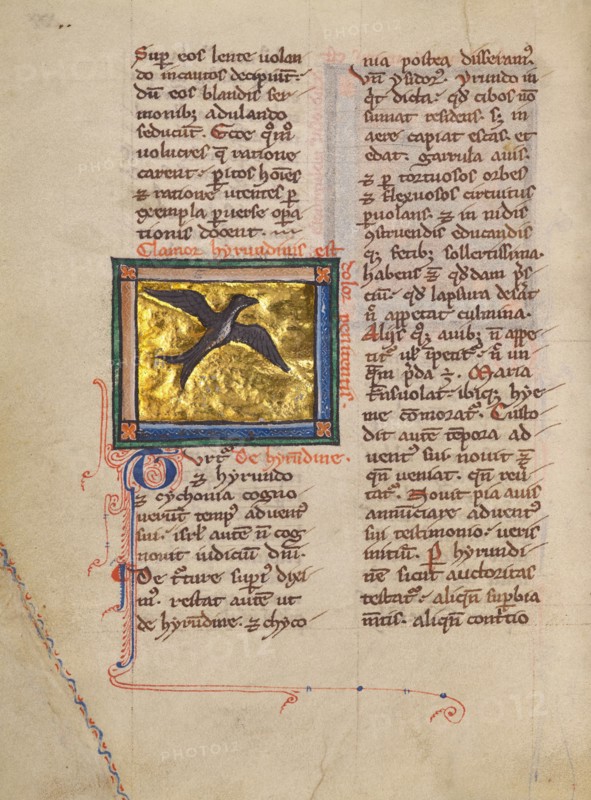 A Swallow; Bestiary, about 1270. Creator: Unknown.