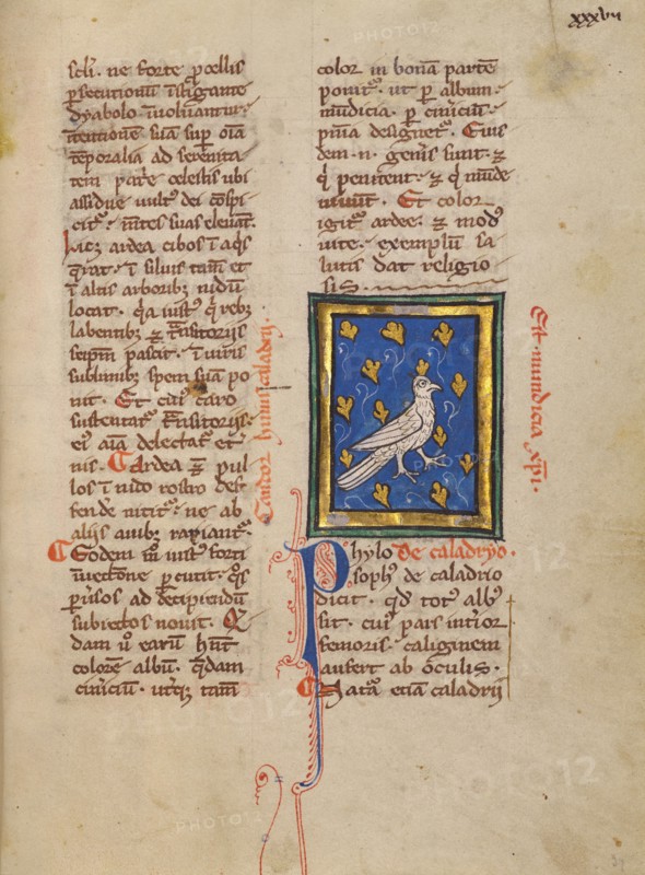 A Caladrius Bird; Bestiary, about 1270. Creator: Unknown.