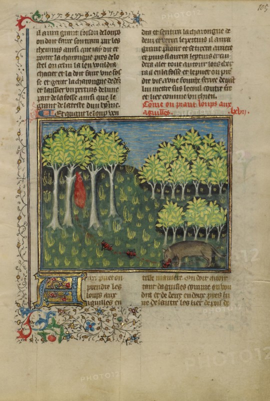 A Wolf Eating Bait Filled with Needles; Livre de la Chasse, about 1430-1440. Creator: Unknown.