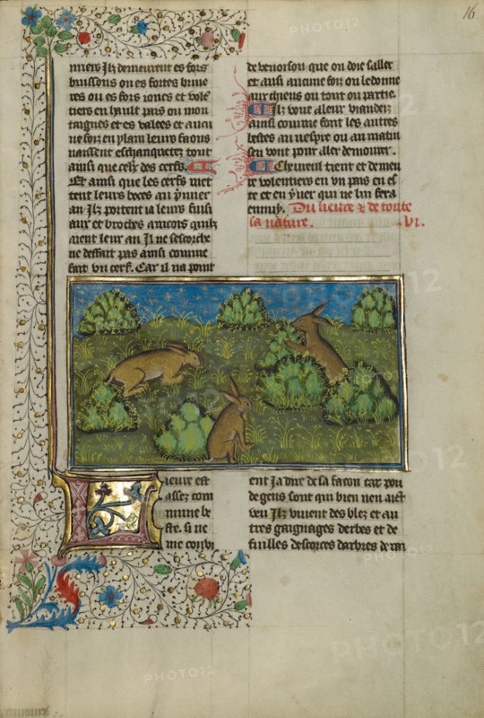 Hares; Livre de la Chasse, about 1430-1440. Creator: Unknown.