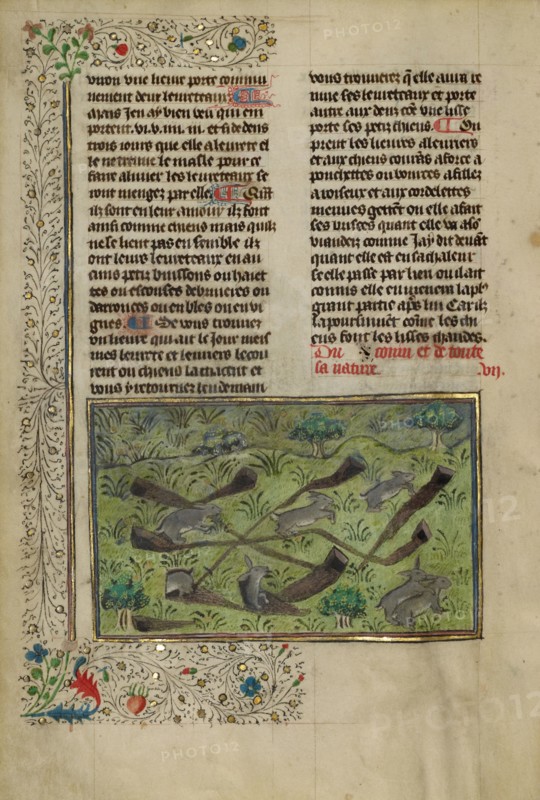 Rabbits; Livre de la Chasse, about 1430-1440. Creator: Unknown.