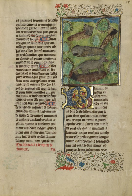 Badgers; Livre de la Chasse, about 1430-1440. Creator: Unknown.