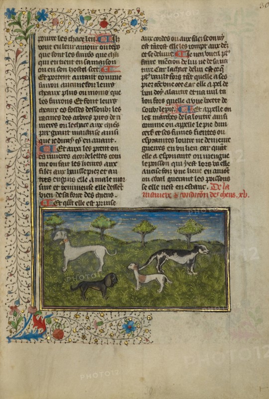 Dogs; Livre de la Chasse, about 1430-1440. Creator: Unknown.