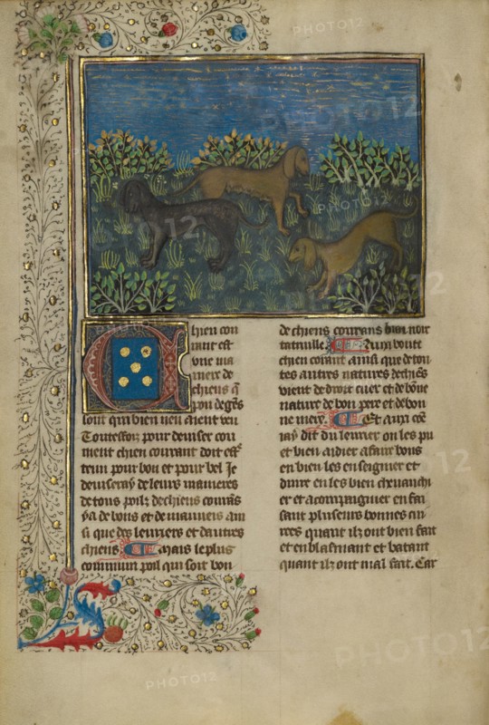 Hounds; Livre de la Chasse, about 1430-1440. Creator: Unknown.