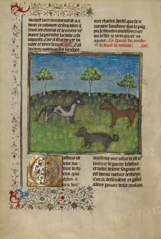 Mastiffs; Livre de la Chasse, about 1430-1440. Creator: Unknown.