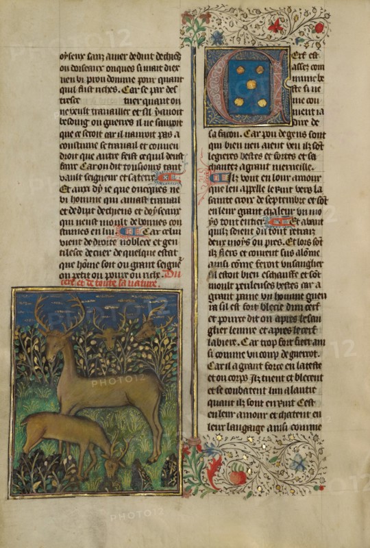 Deer; Livre de la Chasse, about 1430-1440. Creator: Unknown.