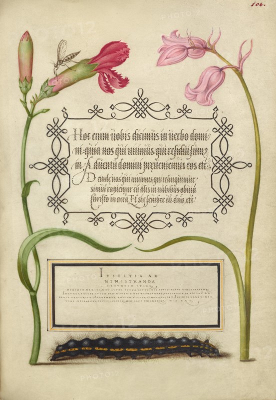 Imaginary Insect, Carnation, Bluebell, and Saturnid Caterpillar, 1561-2; illumination added 1591-6. Creator: Joris Hoefnagel.