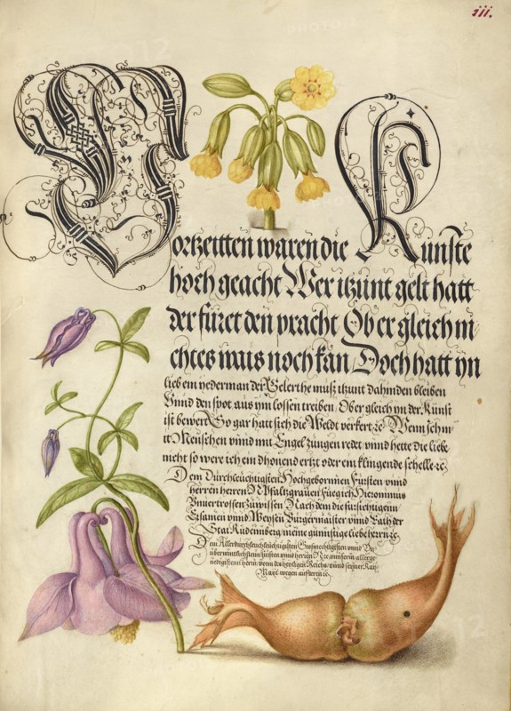 Cowslip, European Columbine, and Giant Filbert, 1561-1562; illumination added 1591-1596. Creator: Joris Hoefnagel.