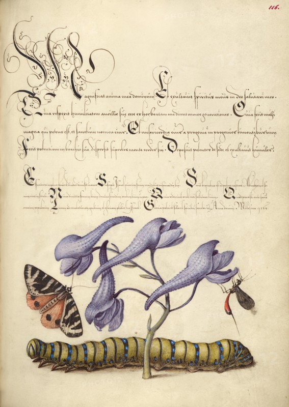 Scarlet Tiger-Moth, Larkspur, Insect, and Caterpillar, 1561-1562; illumination added 1591-1596. Creator: Joris Hoefnagel.