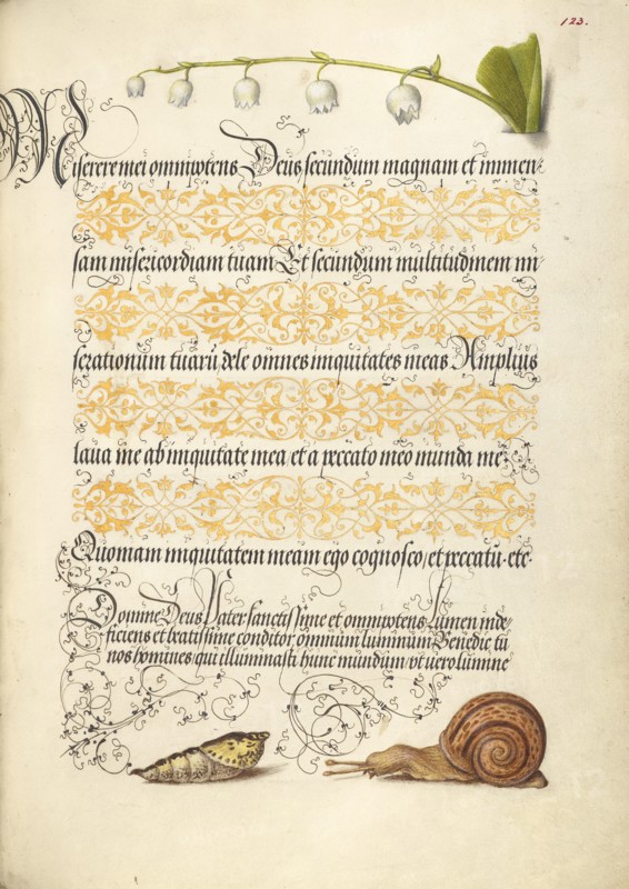 Lily-of-the-Valley, Pupa, and Land Snail, 1561-1562; illumination added 1591-1596. Creator: Joris Hoefnagel.
