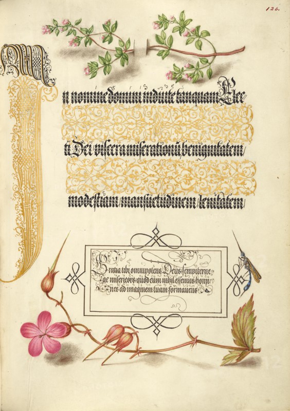 Basil Thyme, Insect, and Herb Robert, 1561-1562; illumination added 1591-1596. Creator: Joris Hoefnagel.
