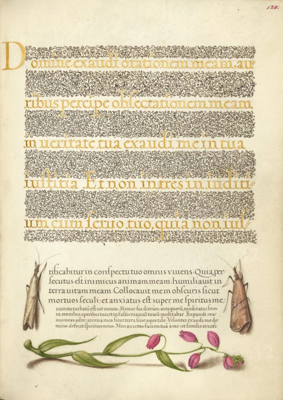 Grass Moths and Milkwort; Mira calligraphiae monumenta, 1561-1562; illumination added 1591-1596. Creator: Joris Hoefnagel.