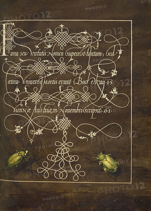 Ground Beetle and Scarab; Mira calligraphiae monumenta, 1561-1562; illumination added 1591-1596. Creator: Joris Hoefnagel.